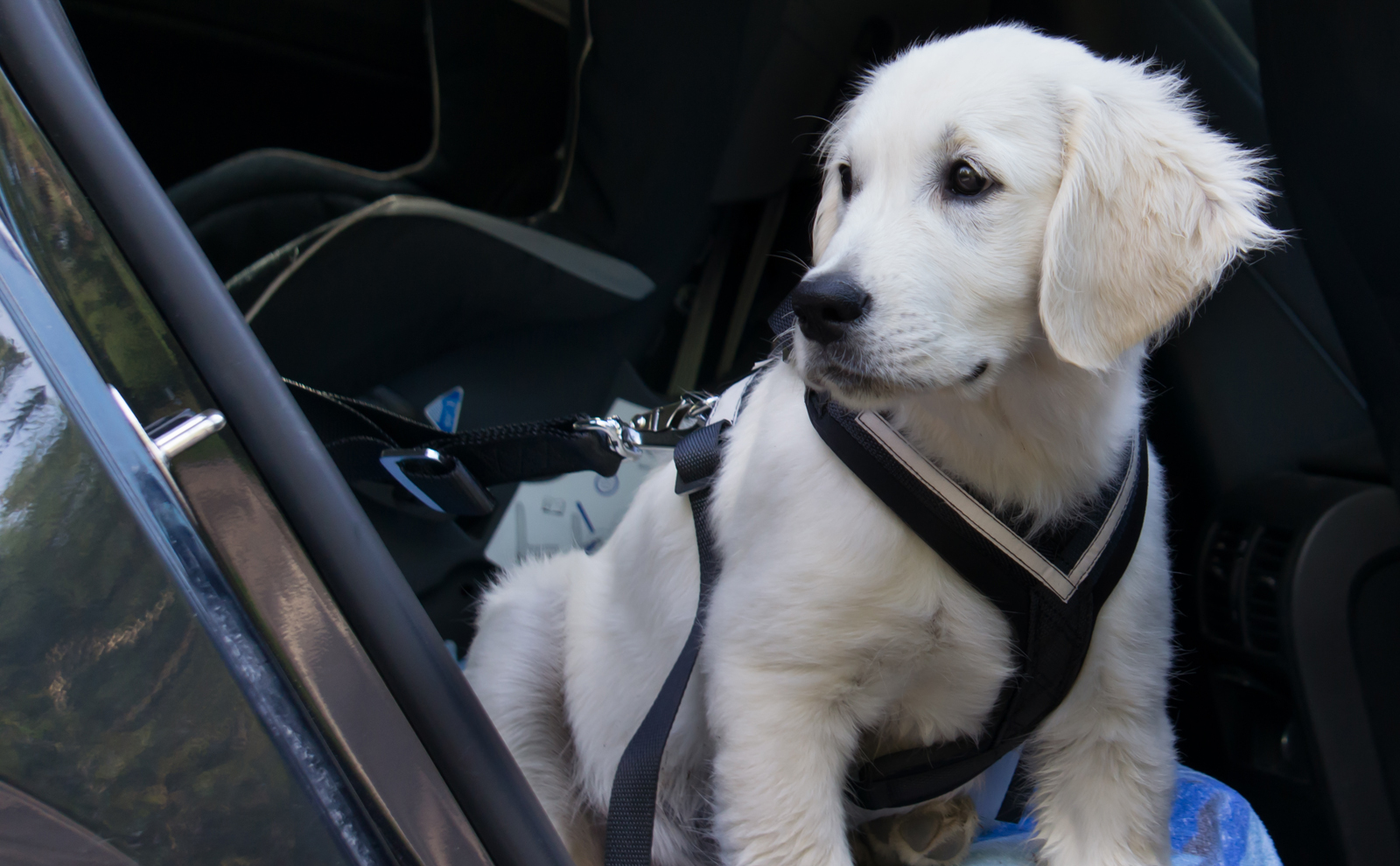 Собачий велосипед. Drive with a dog. Порода собак которая ездит на машине. Car riding. Собака на которой ездят.