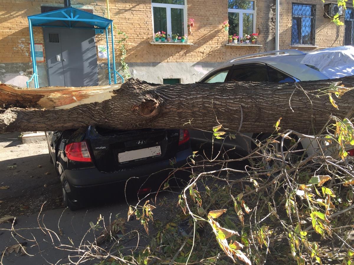 Аварии дерево раздавило авто